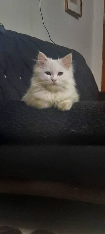 Persian Kitten, Triple Coated 3