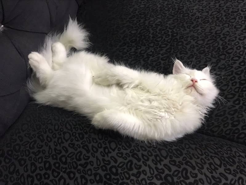 Persian Kitten, Triple Coated 4