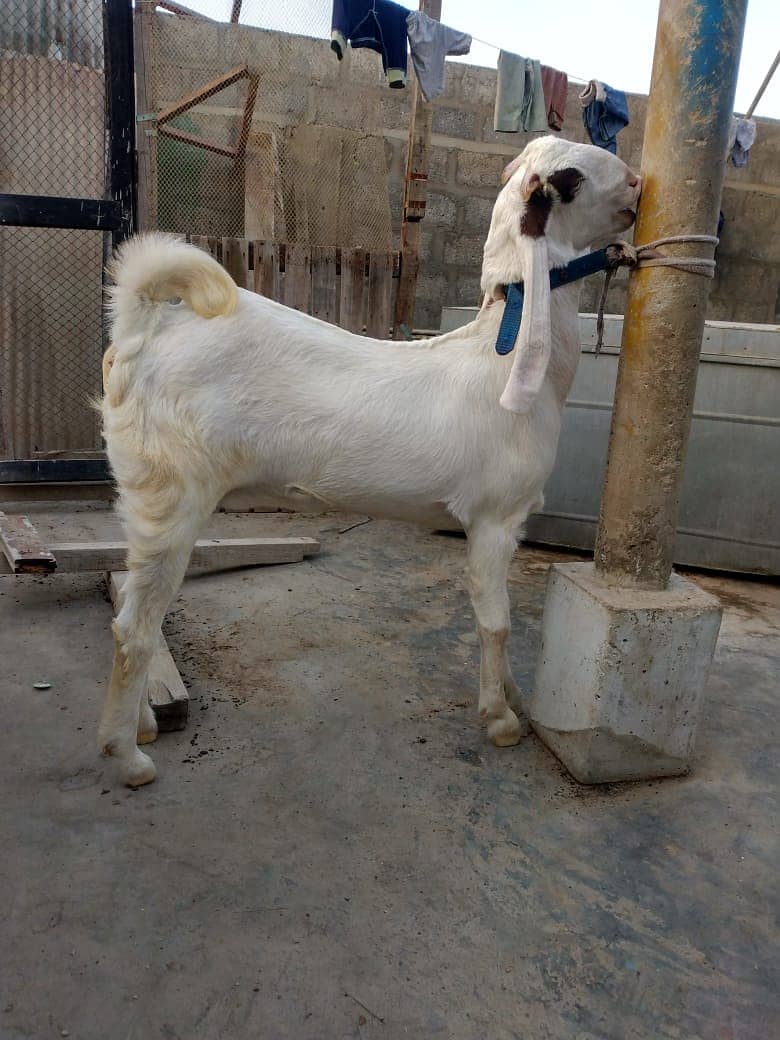 Pure Gulabi Goat 0