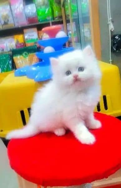 Persian cat for sale male or female my WhatsApp 03252452724 0