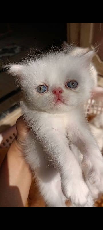 Peke/Piki/Peki WHITE KITTENS pairs available for sale 0