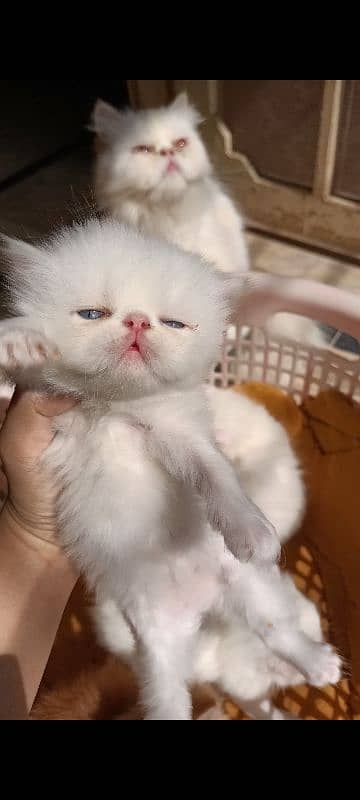 Peke/Piki/Peki WHITE KITTENS pairs available for sale 1