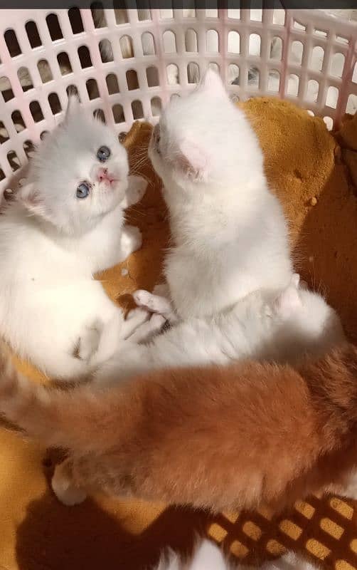 Peke/Piki/Peki WHITE KITTENS pairs available for sale 2