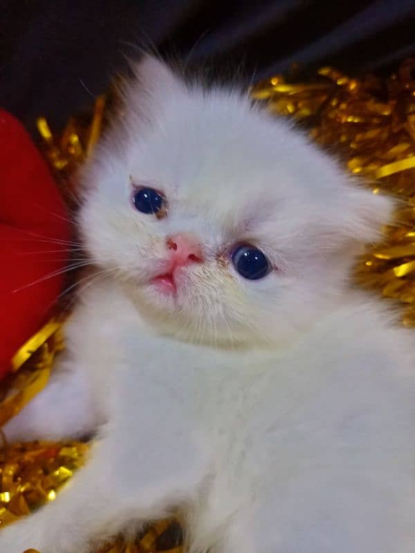 Peke/Piki/Peki WHITE KITTENS pairs available for sale 5