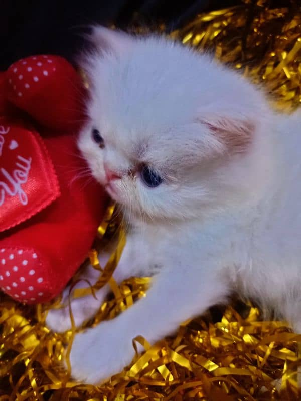 Peke/Piki/Peki WHITE KITTENS pairs available for sale 6