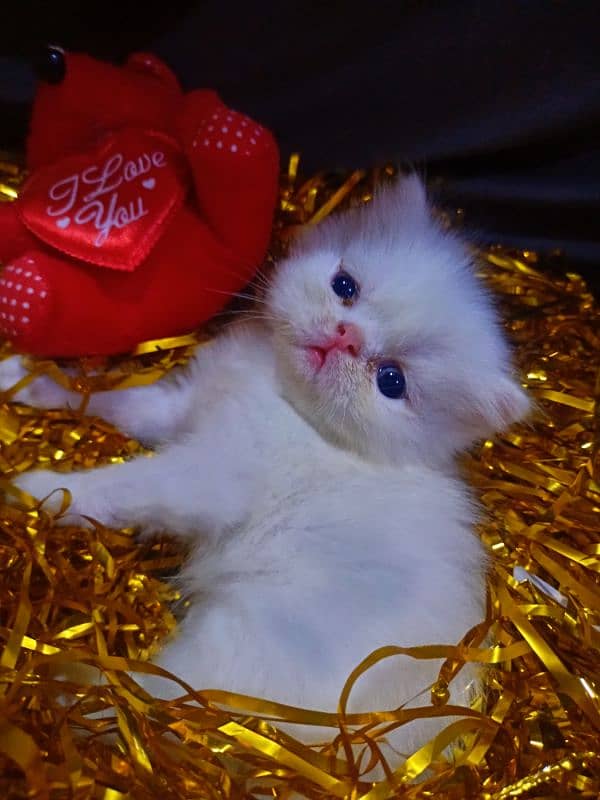 Peke/Piki/Peki WHITE KITTENS pairs available for sale 7