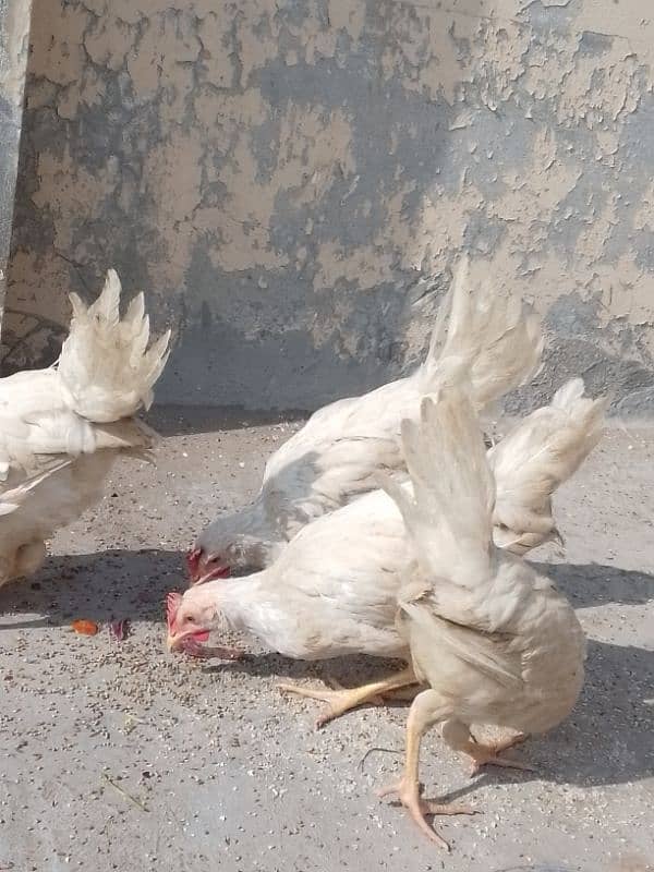 3 male hen 0