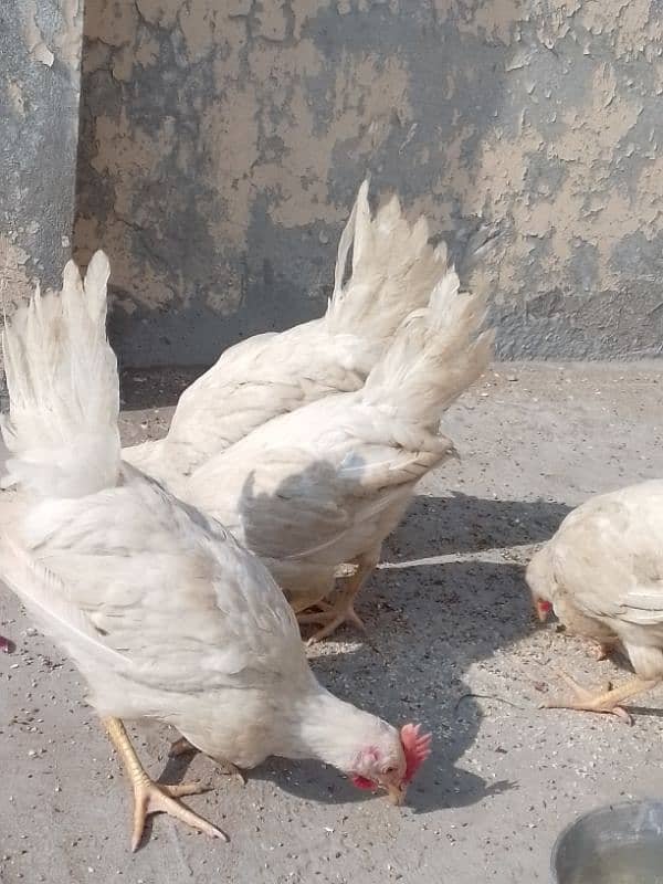 3 male hen 1