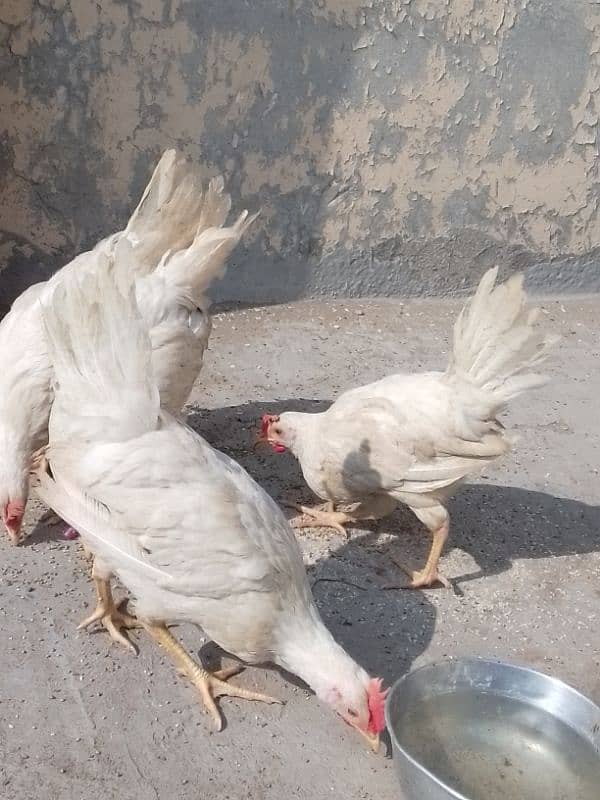 3 male hen 2