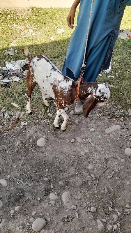 goat +baby 4