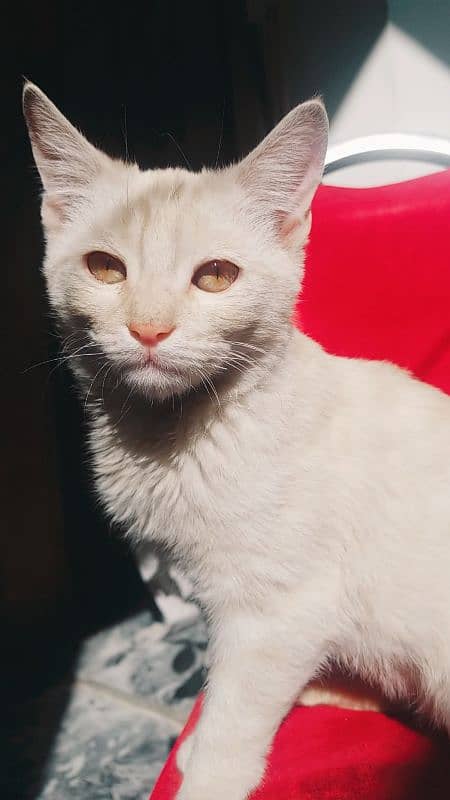 White Persian triple coated cat 1