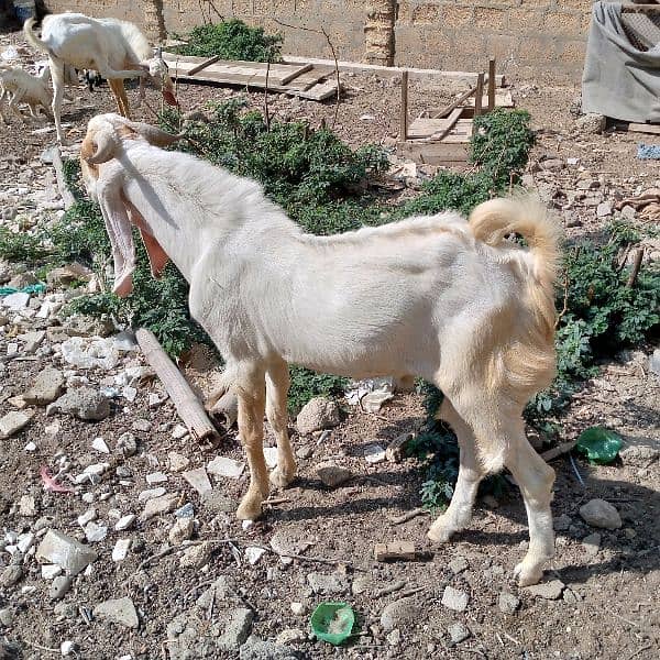 goat for sale 0