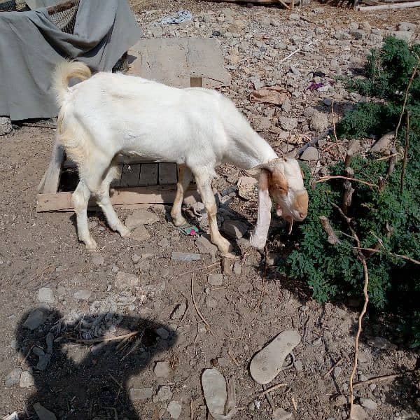 goat for sale 3