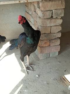 Black Mushka Murga For Sale