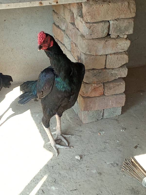 Black Mushka Murga For Sale 0