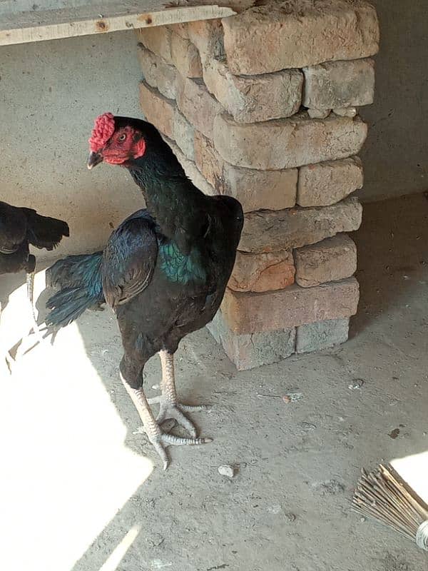 Black Mushka Murga For Sale 3