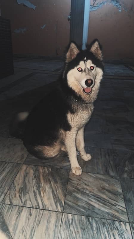 siberian husky ready to breed female 0