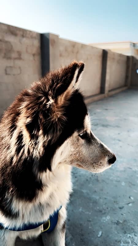 siberian husky ready to breed female 1