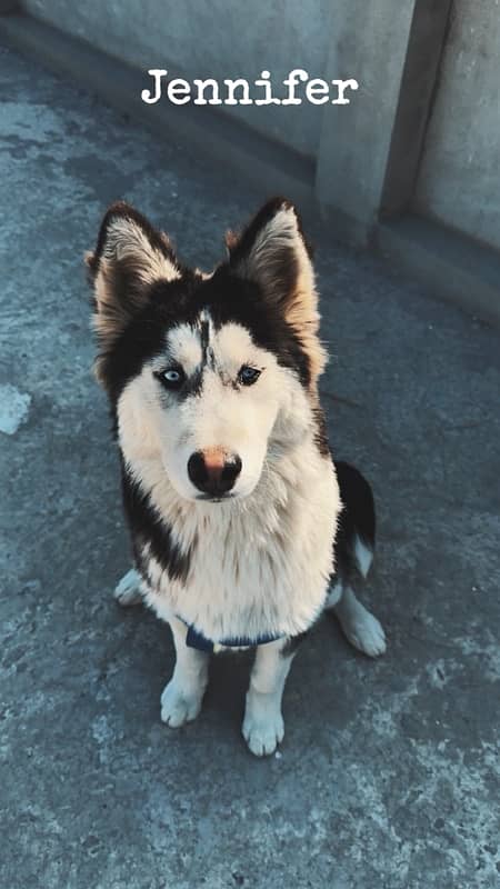 siberian husky ready to breed female 2