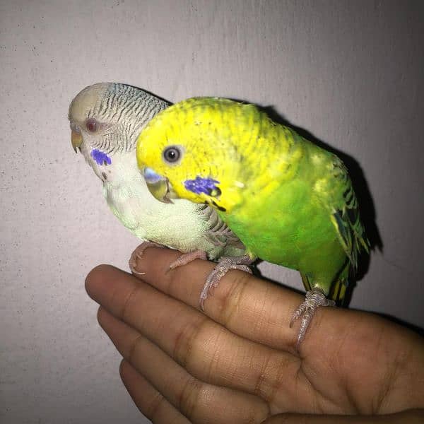 hand tame parrot 4