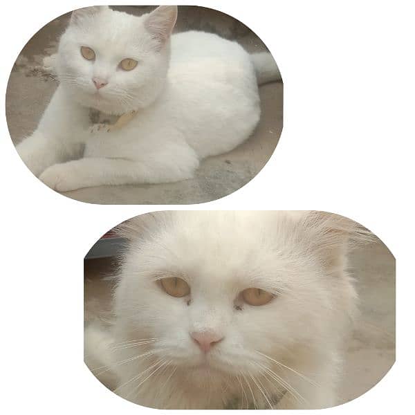 Persian cats 0