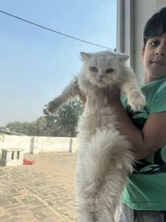 Persian cat double cooler eyes