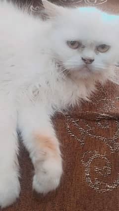 punch face Persian cat Female