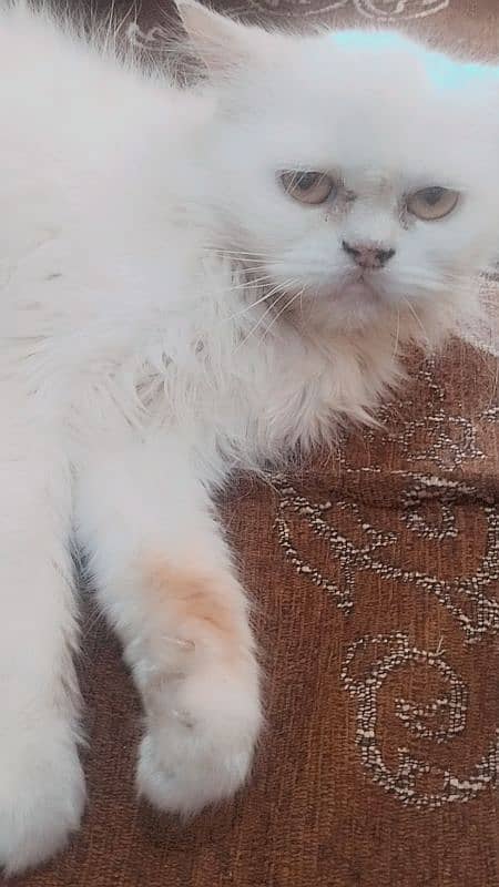 punch face Persian cat Female 0