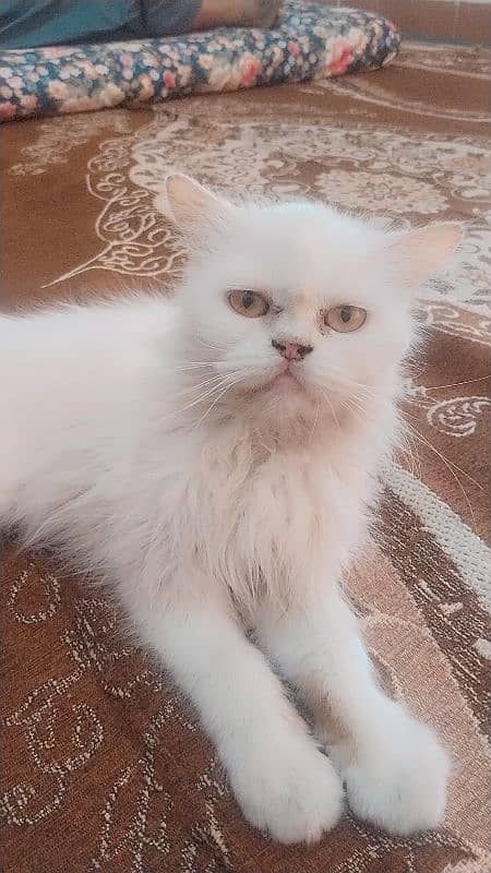 punch face Persian cat Female 1