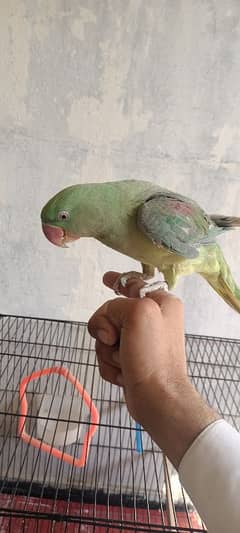 Raw parrot