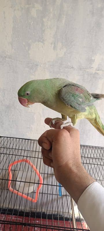 Raw parrot 0