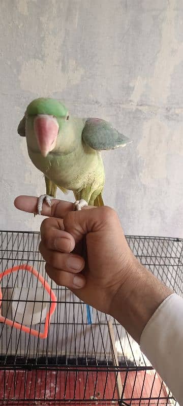 Raw parrot 1