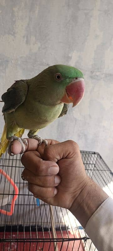 Raw parrot 2