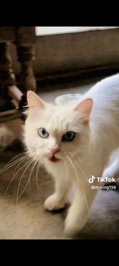 Fancy Beautiful Cat for sale in Toba