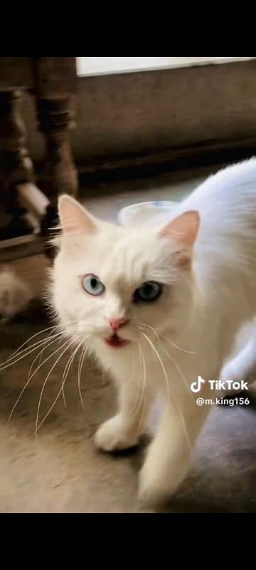 Fancy Beautiful Cat for sale in Toba 0