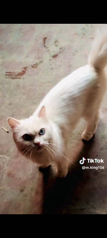 Fancy Beautiful Cat for sale in Toba 1