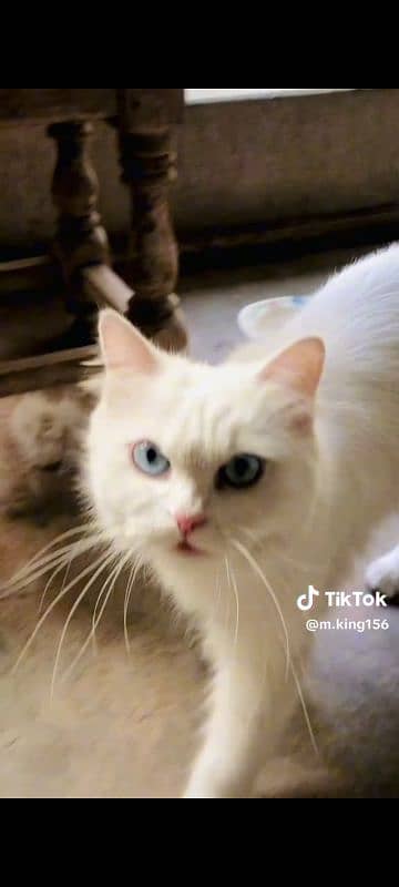 Fancy Beautiful Cat for sale in Toba 2