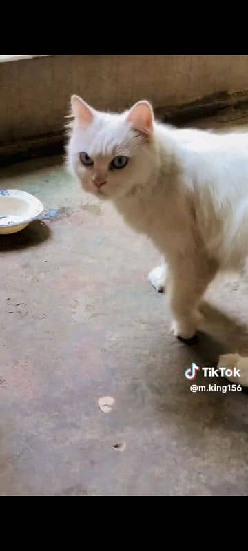 Fancy Beautiful Cat for sale in Toba 3