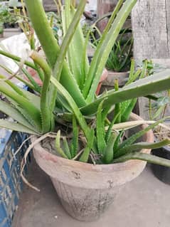 Aloe