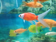 Fishes For Sale (Attractive Colours)