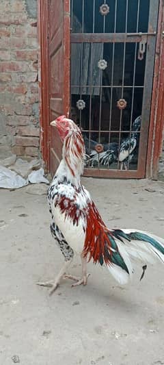 beautiful Bird with attractive colours.