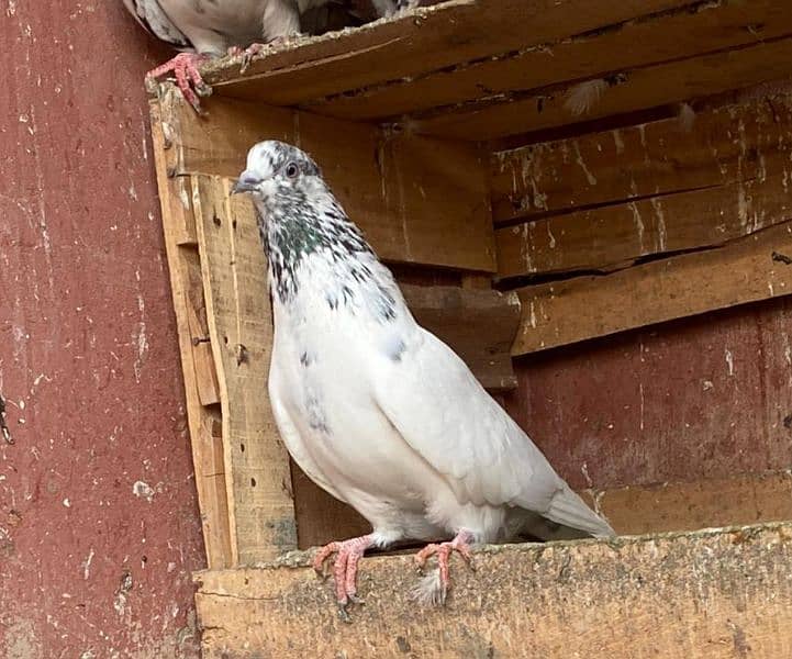 Pigeon For Sale 5