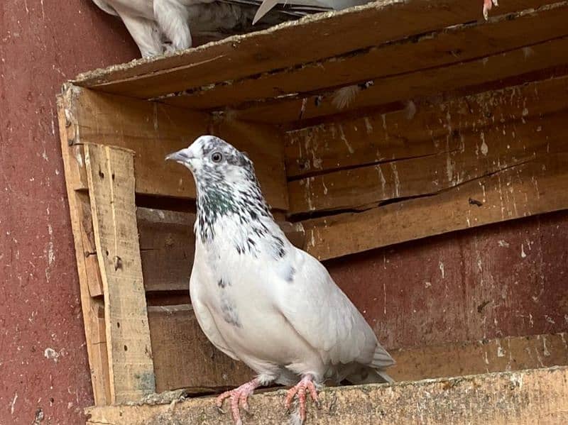 Pigeon For Sale 7