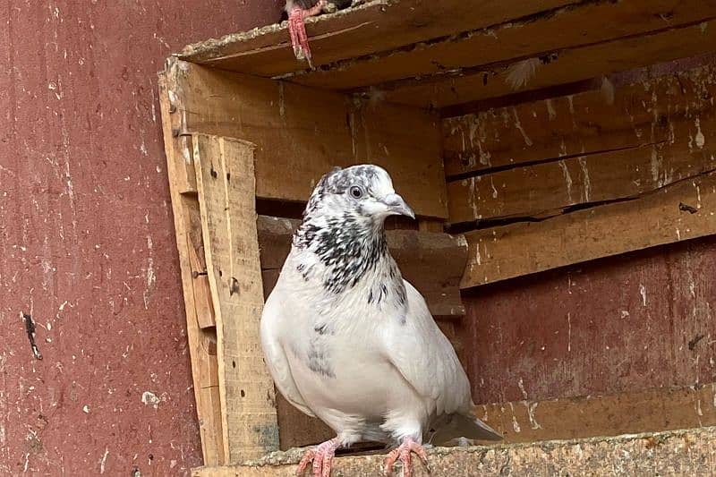 Pigeon For Sale 8