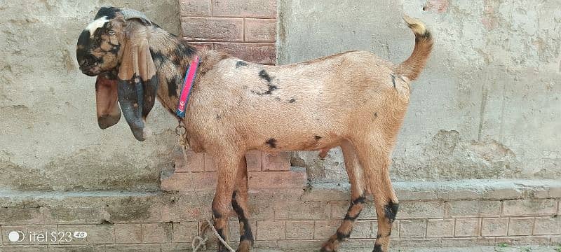 4 dant shera print Bakra white eyes main 0