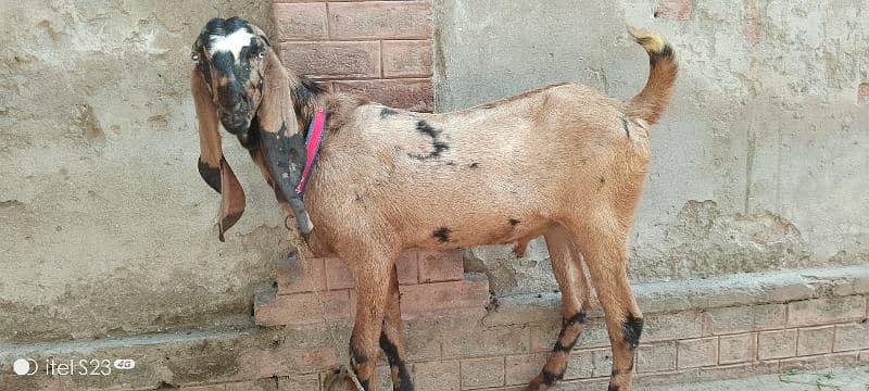 4 dant shera print Bakra white eyes main 1