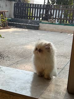 Piki Persian Male kittens for sale