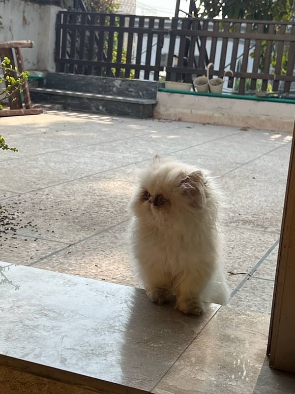 Piki Persian Male kittens for sale 0