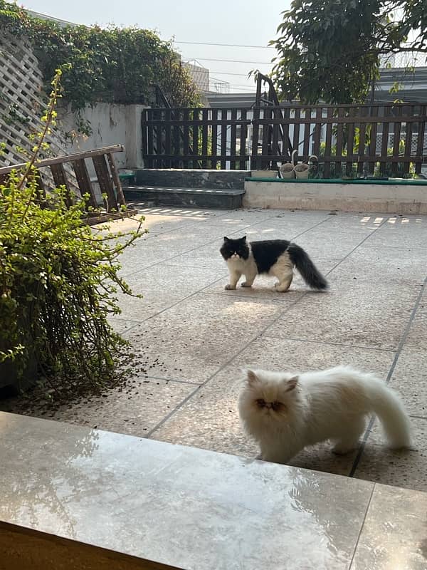 Piki Persian Male kittens for sale 1