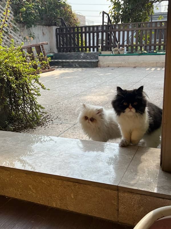 Piki Persian Male kittens for sale 3